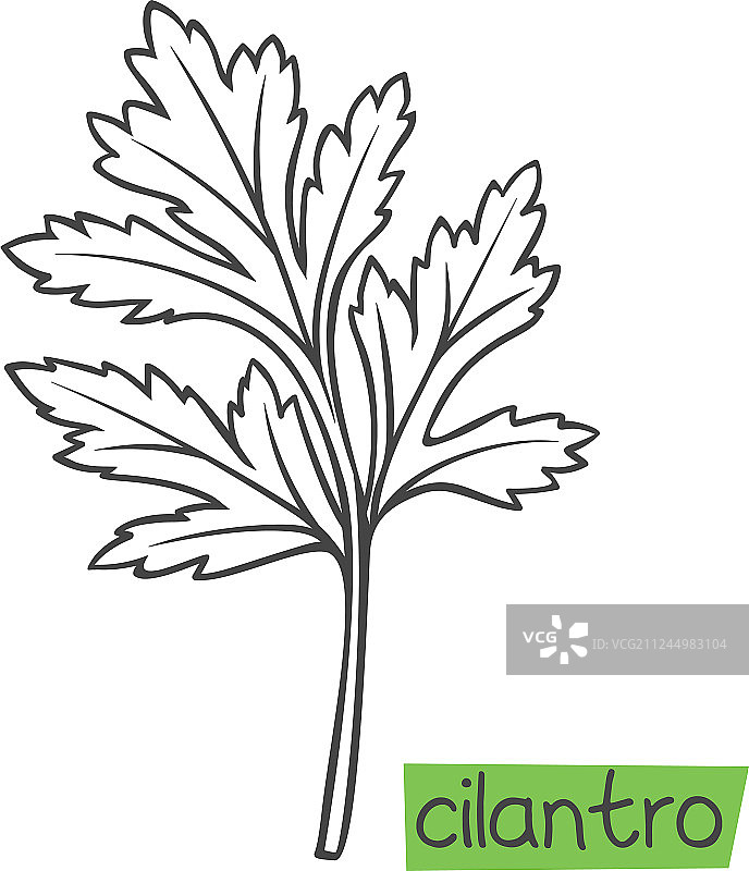 手绘香菜图片素材