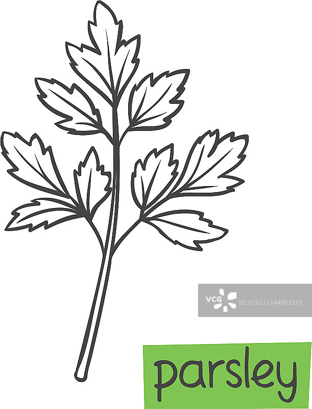手绘欧芹图片素材