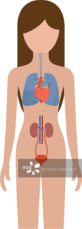 彩色呼吸道女性轮廓图片素材