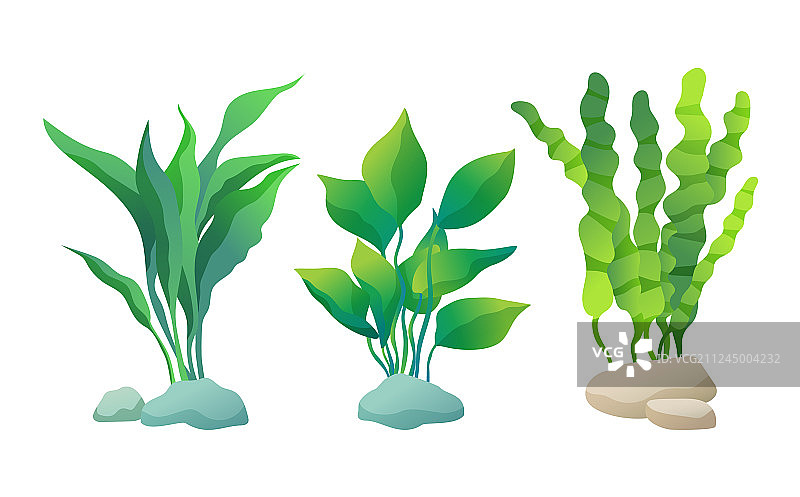 装饰性水族馆藻类或海藻海报套装图片素材