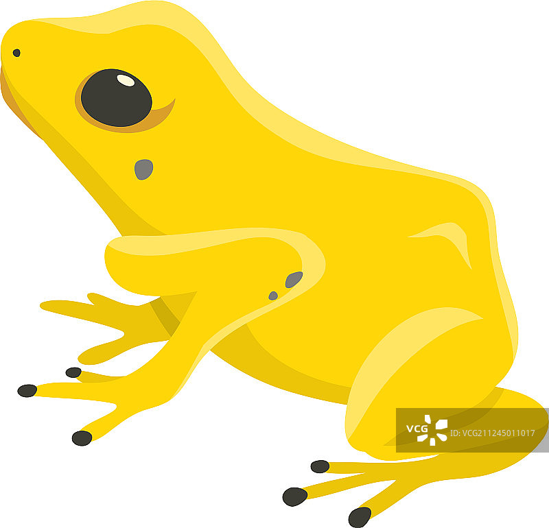 剧毒的箭毒蛙图片素材