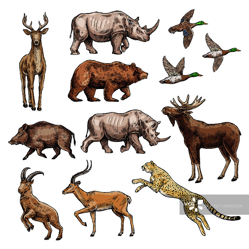 狩猎运动设计的野生动物鸟类素描图片素材
