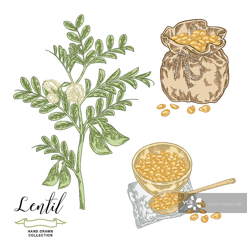 成熟的扁豆荚和花朵图片素材