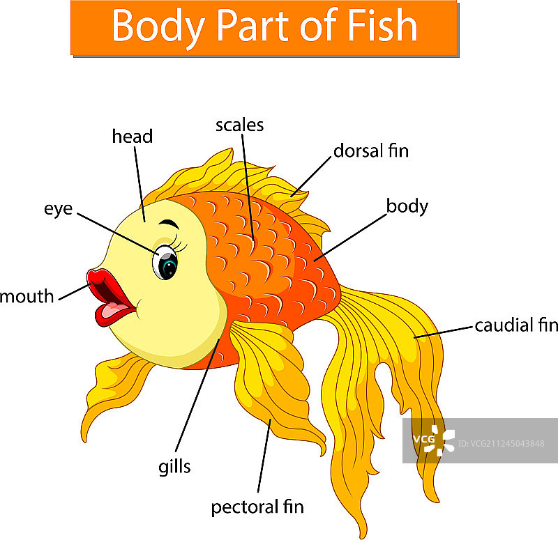 鱼身体部位图图片素材