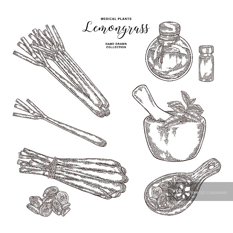 手绘柠檬草植物束图片素材