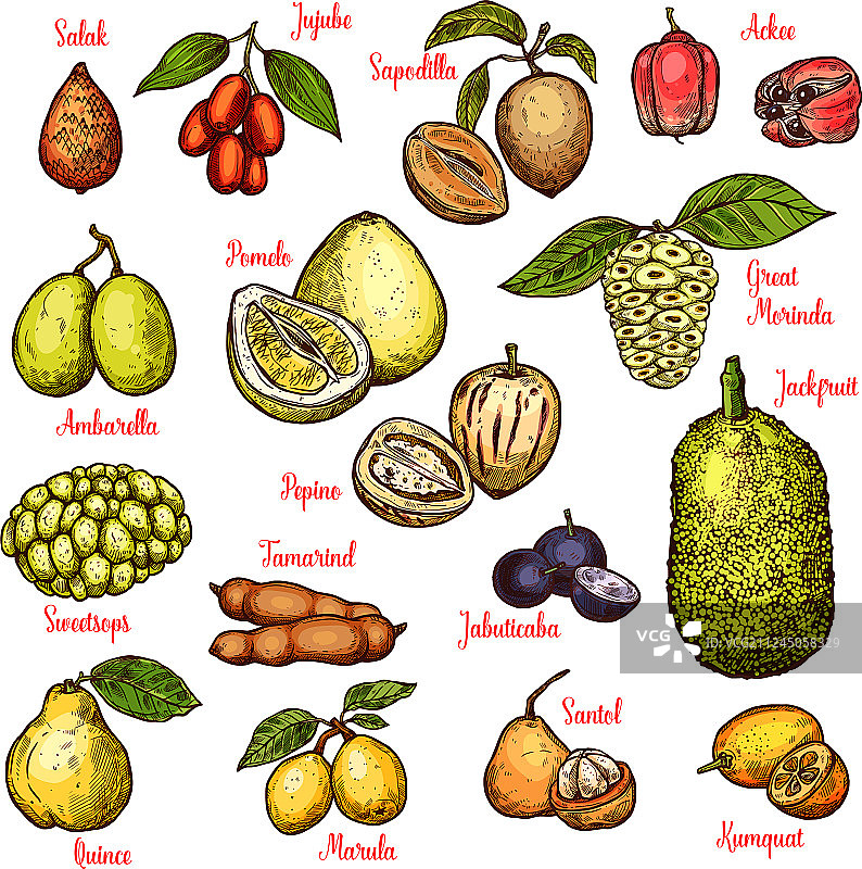 异域热带水果素描图片素材