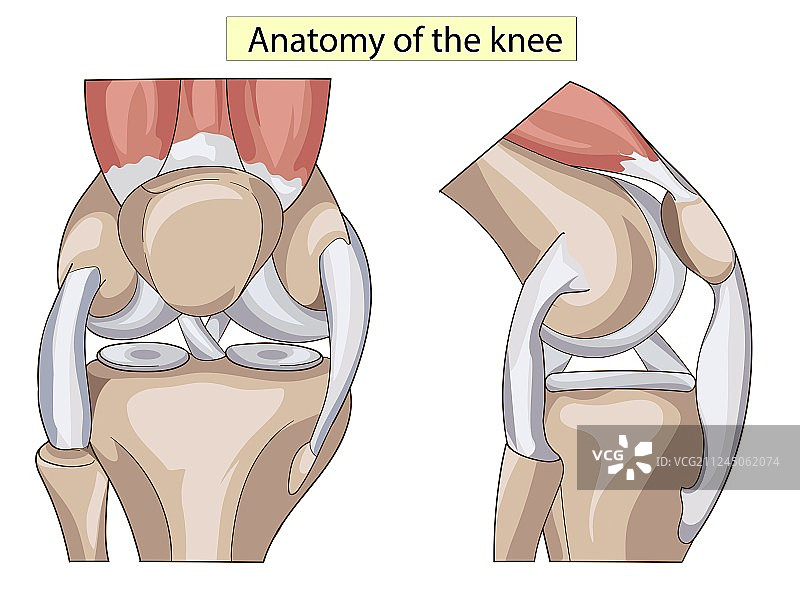 膝关节解剖结构图片素材