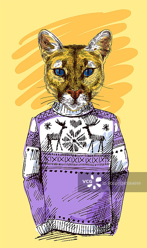 穿着针织毛衣的美洲狮图片素材