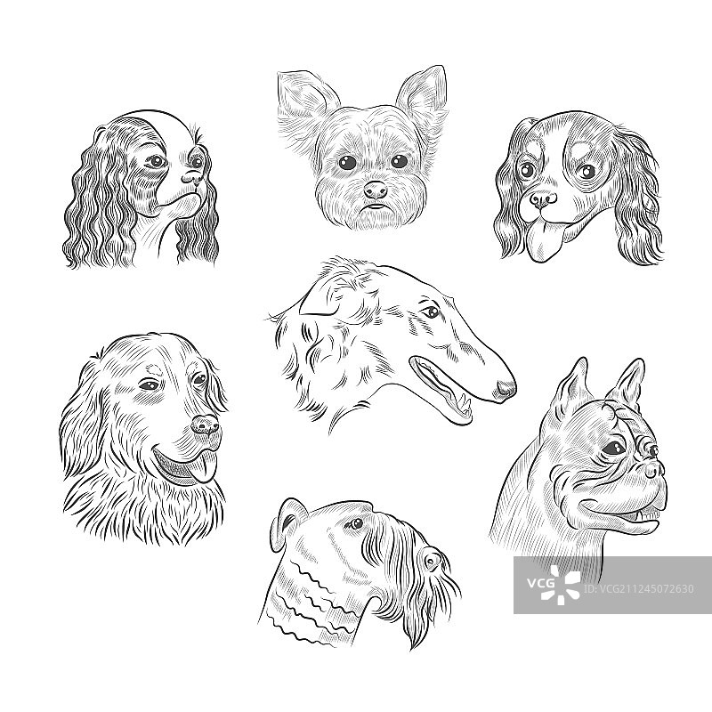 手绘狗品种肖像草图图片素材