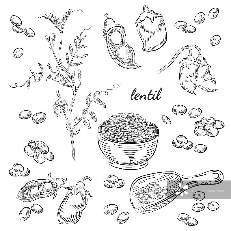 手绘扁豆植物图片素材