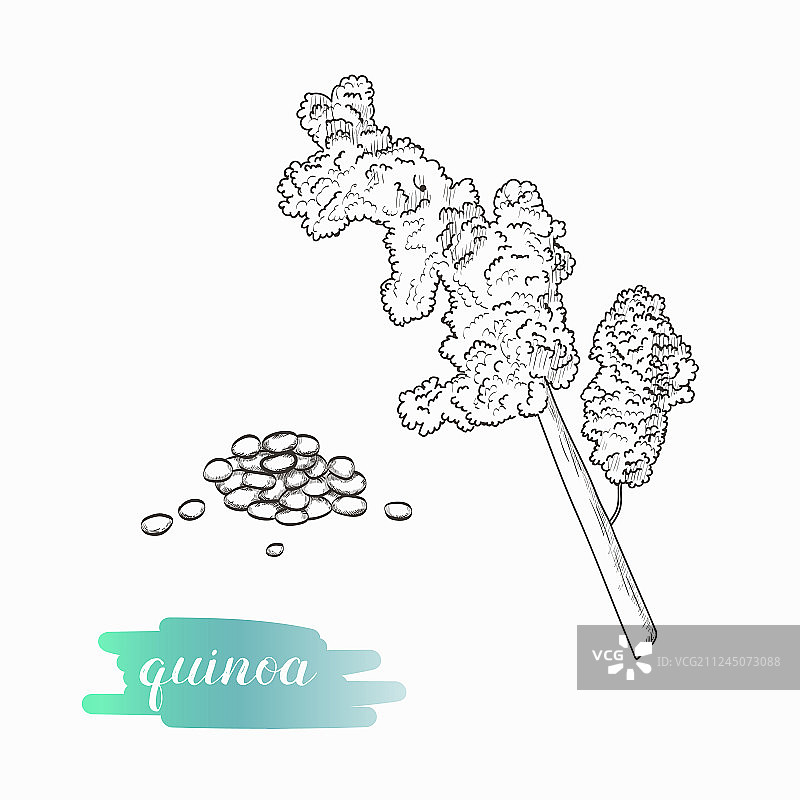 藜麦谷物和植物速写图片素材