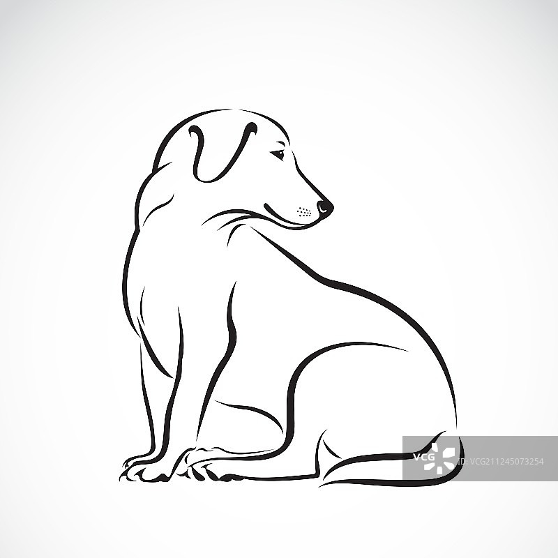 拉布拉多犬图片素材