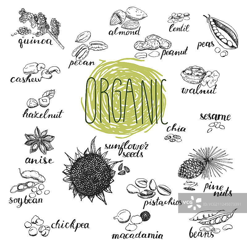 种子和坚果手绘有机草图图片素材