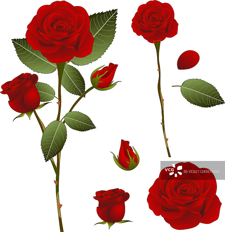 美丽的红色玫瑰 - 情人节图片素材