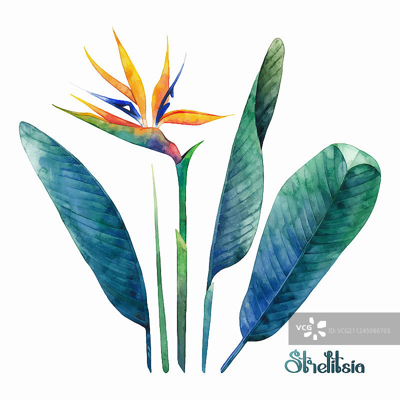 水彩鹤望兰合集图片素材