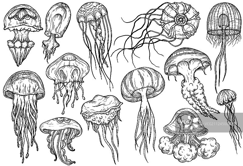 手绘水母集合海洋生物图片素材