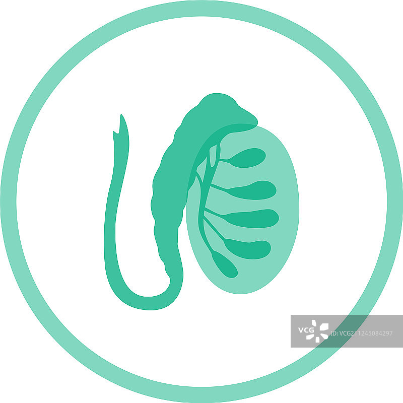 男性生殖系统图片素材