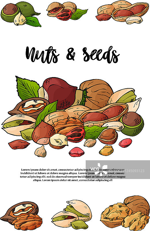 手绘天然坚果和种子模板图片素材
