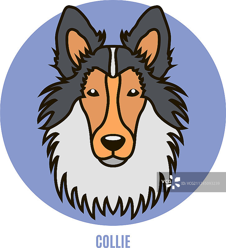 扁平风格的柯利犬肖像图片素材