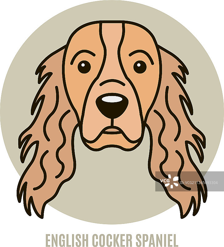 英国可卡犬肖像图片素材