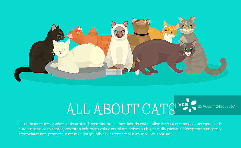 猫咪展示banner，关于美容或兽医图片素材