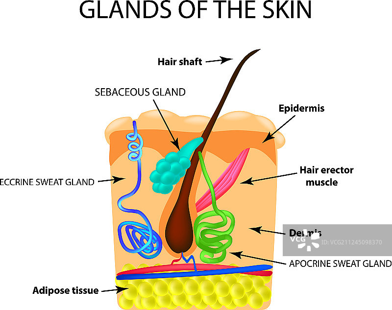 头发皮脂腺汗腺的结构图片素材