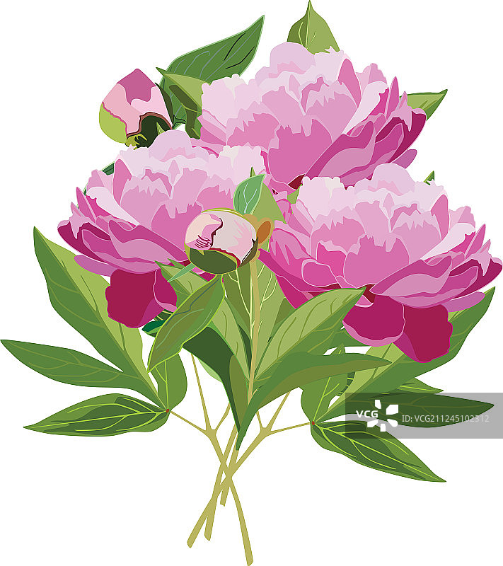 平放的粉色牡丹花束图片素材