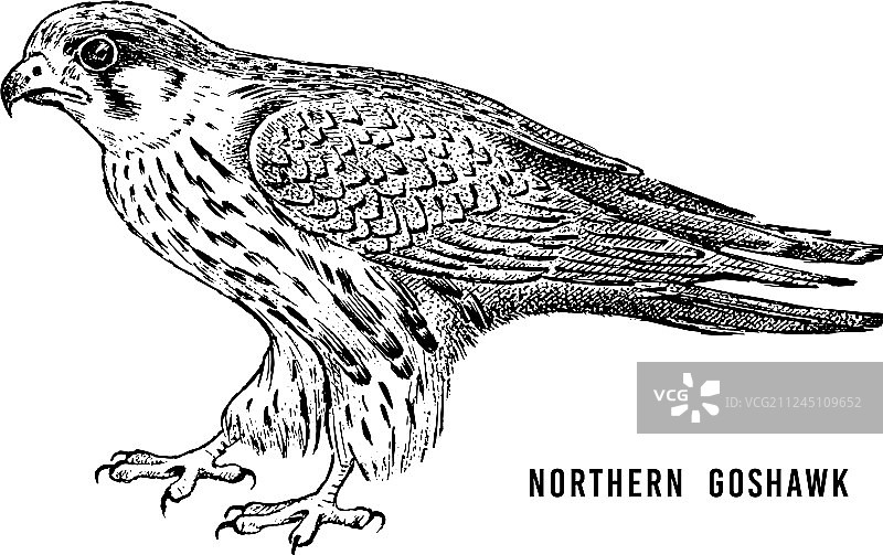 手上的北 goshawk 野生森林猛禽图片素材