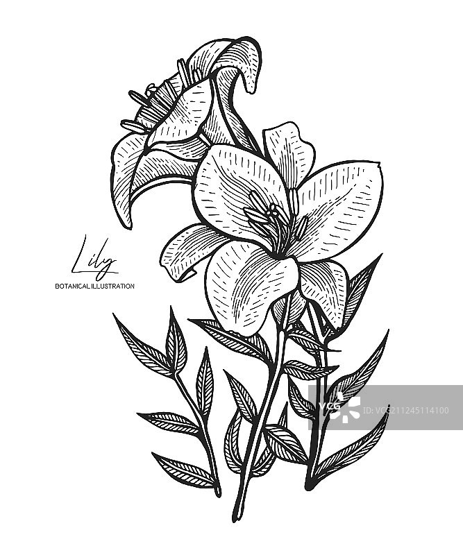 雕刻的百合花在白色背景上图片素材