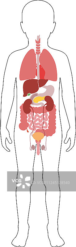 人体内部器官图片素材