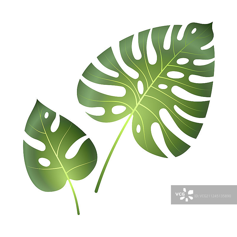 Monstera 热带叶子丛林棕榈植物图片素材