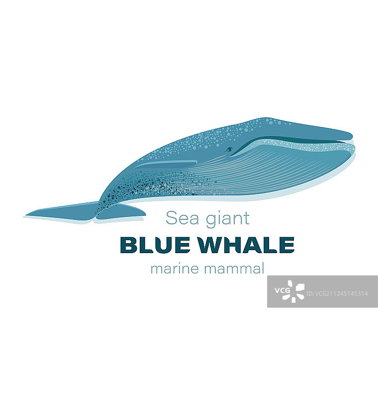 蓝色巨鲸海洋哺乳动物图片素材