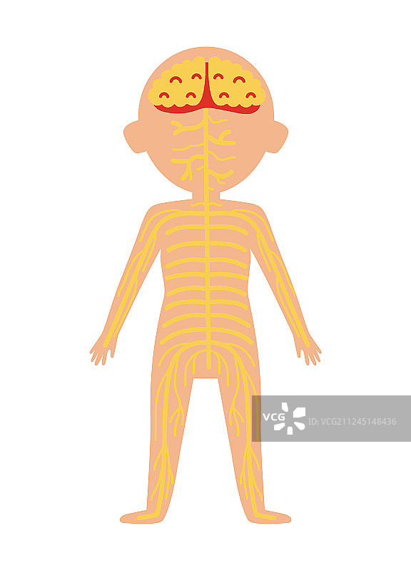 带神经系统的男孩身体解剖图片素材