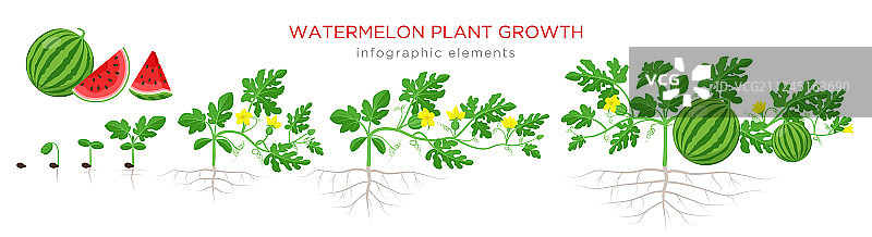 西瓜生长阶段：从种子到幼苗图片素材