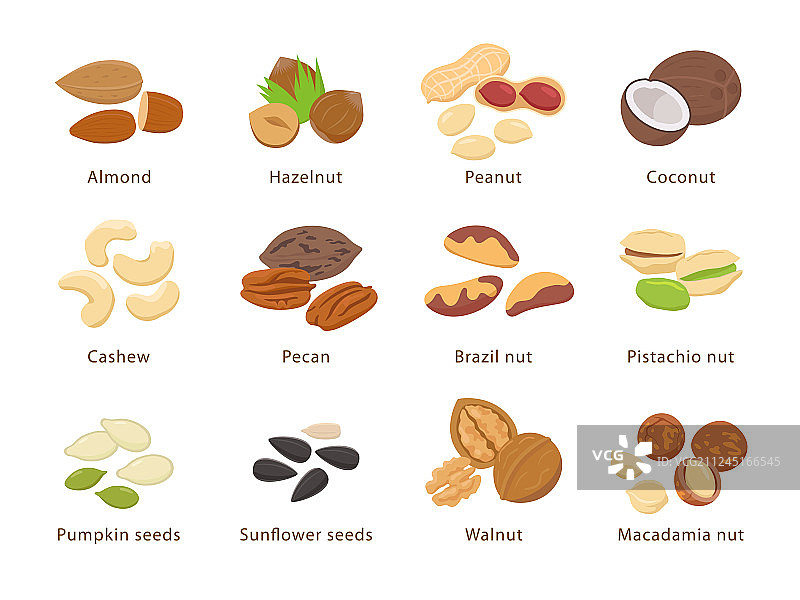 扁平设计风格的坚果和种子图片素材