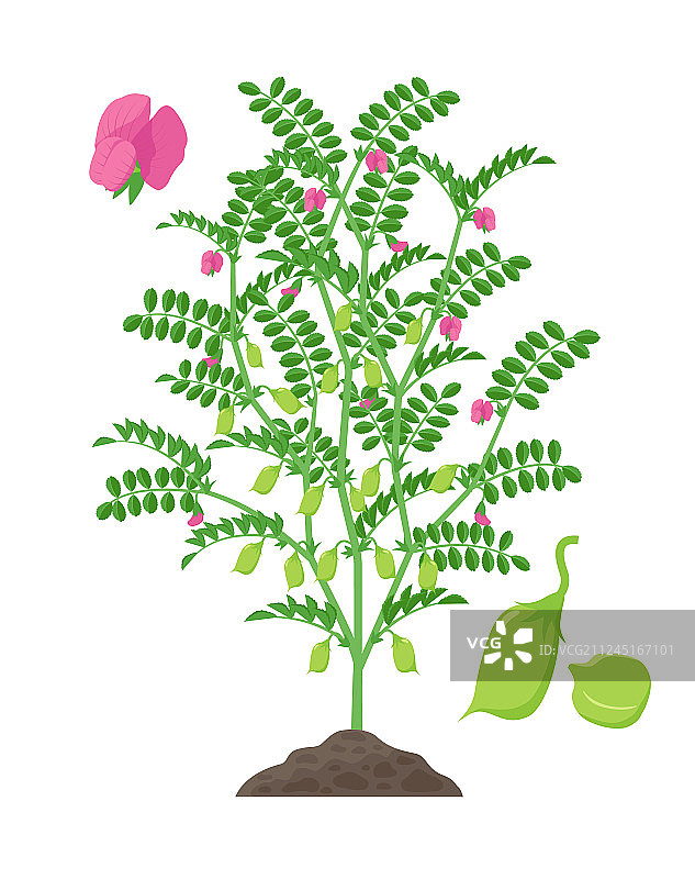 孤立的鹰嘴豆植株图片素材