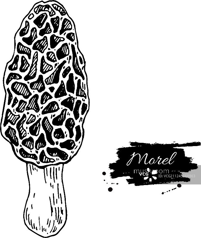 手绘羊肚菌图片素材