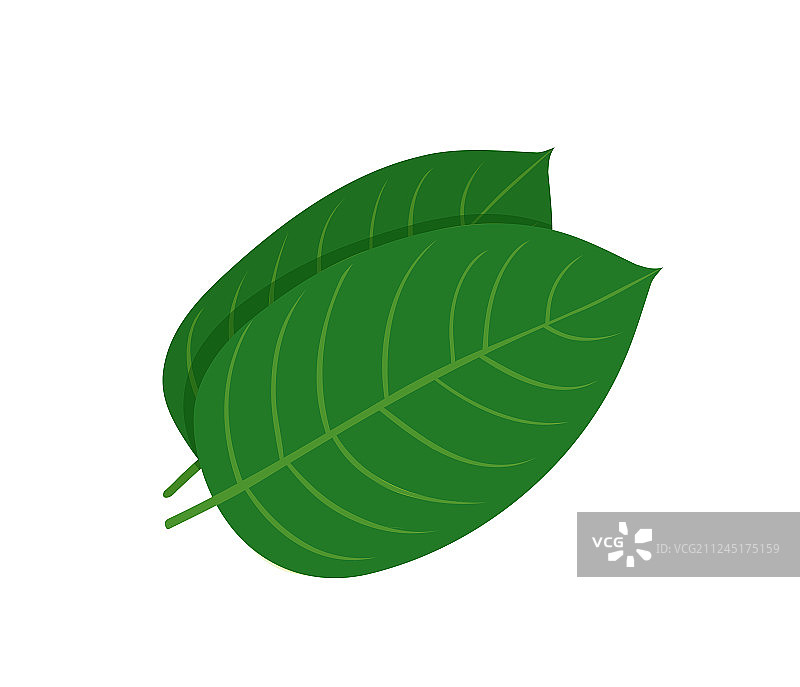 帽柱木古柯叶图片素材