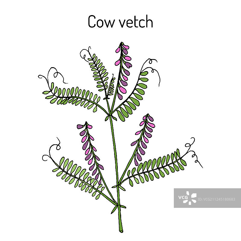 铃铛豆荚草药植物图片素材