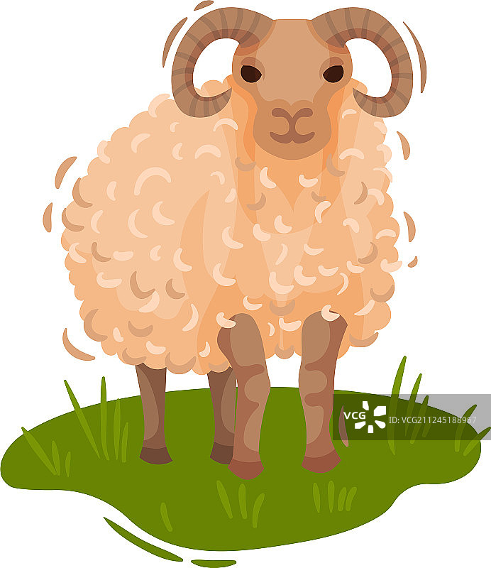 可爱绵羊站在绿色草地上图片素材