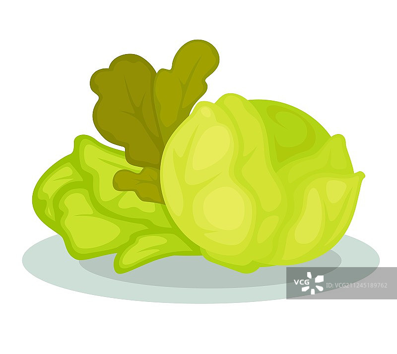 绿色蔬菜沙拉和卷心菜图片素材