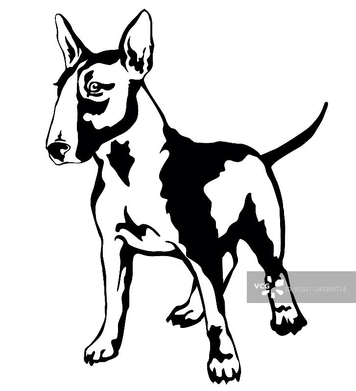 装饰性站立姿势的牛头梗犬图片素材