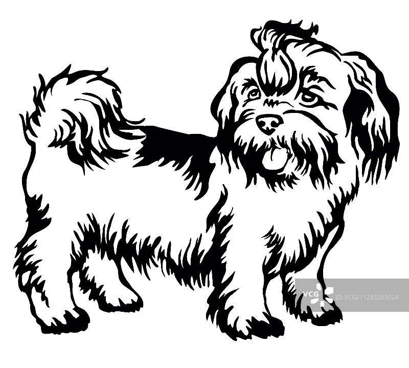 装饰性站立姿势的西施犬肖像图片素材