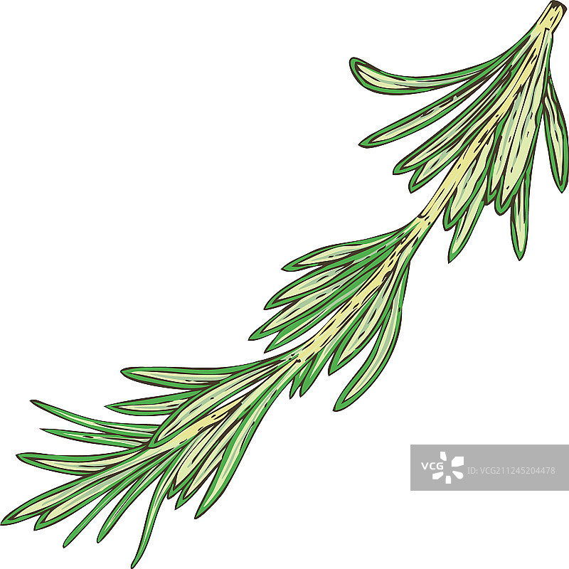 新鲜绿色迷迭香图片素材