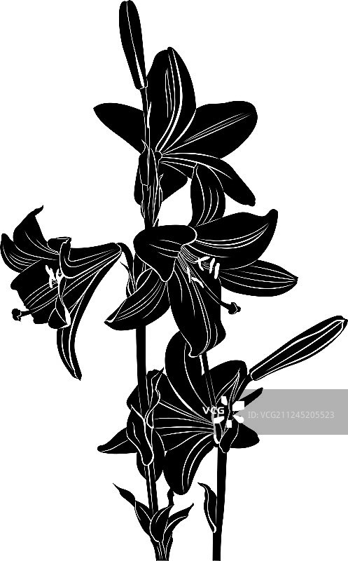 白色背景上的孤立百合花图片素材