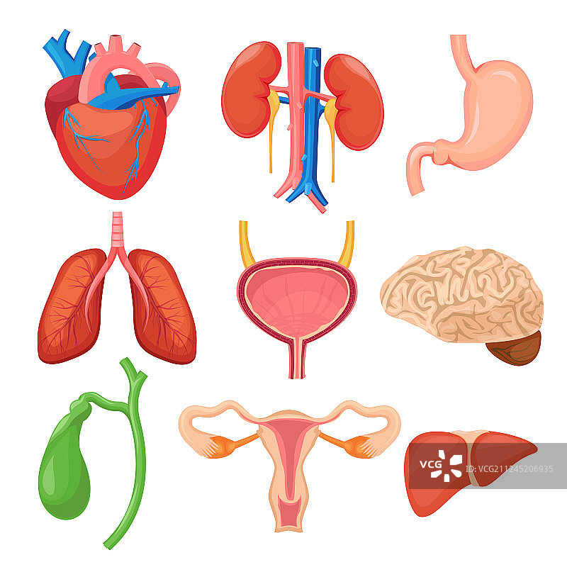 人体器官：心、肾、肺、肝、胃图片素材