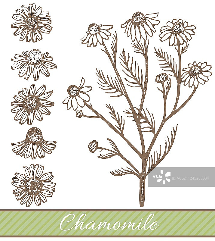 手绘甘菊花图片素材