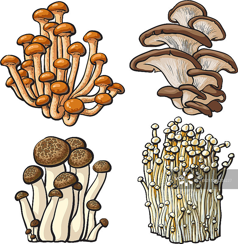 多种食用菌菇合集图片素材