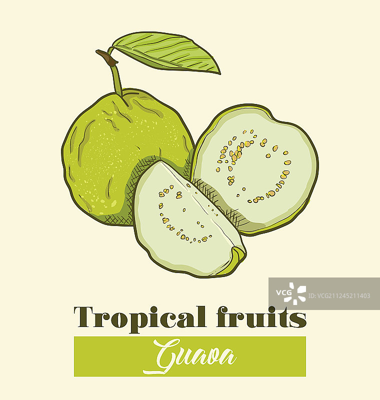 手绘彩色异域热带水果番石榴图片素材