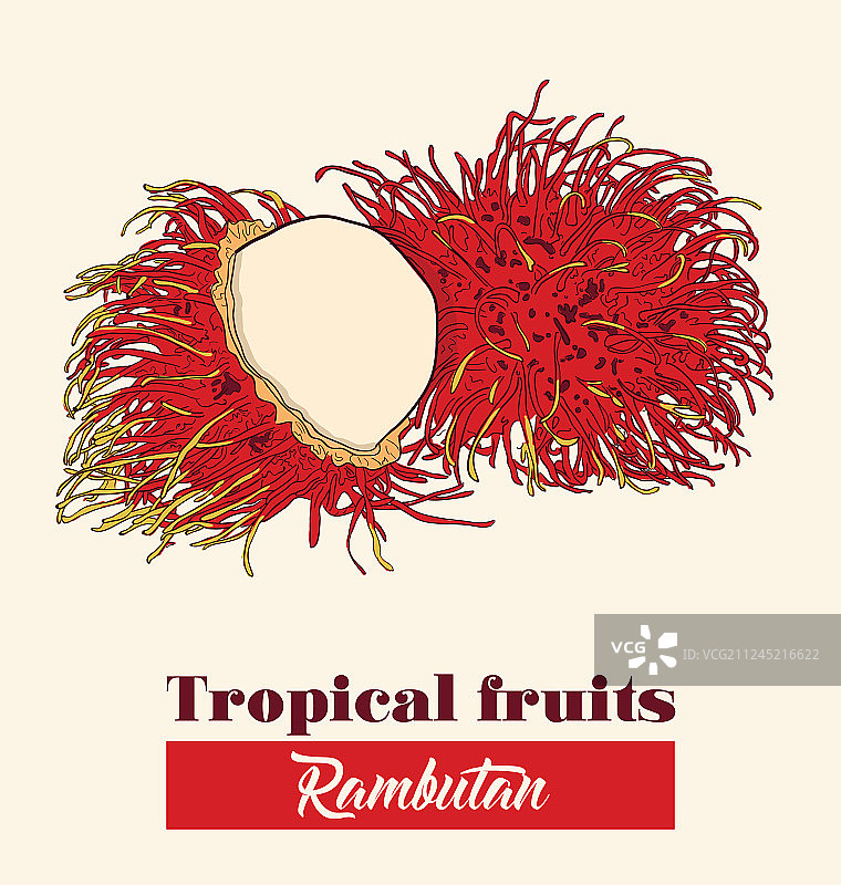 手绘彩色异域热带水果红毛丹图片素材